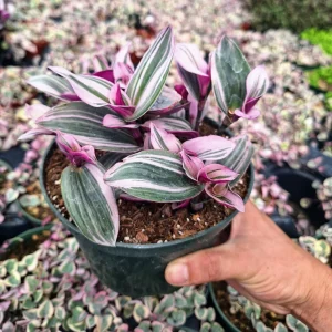 Tradescantia Nanouk Variegated Live House Plant - 2