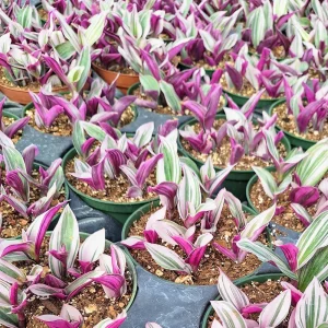 Tradescantia Nanouk Variegated Live House Plant - 2