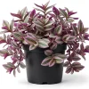 Tradescantia Pink Live Plant – 4 inch Nursery Pot – Easy Care Houseplant - Image 1