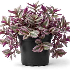 Tradescantia Pink Live Plant – 4 inch Nursery Pot – Easy Care Houseplant - Image 1