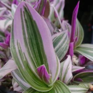 Tradescantia Pink Live Plant – 4 inch Nursery Pot – Easy Care Houseplant - Image 4