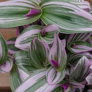 Tradescantia Pink Live Plant – 4 inch Nursery Pot – Easy Care Houseplant - Image 5