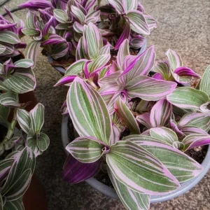 Tradescantia Pink Live Plant – 4 inch Nursery Pot – Easy Care Houseplant - Image 6