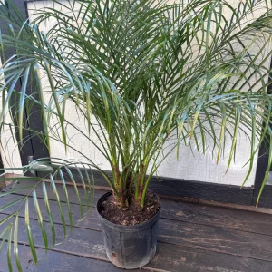 Triple Pygmy Date Palm Live Plant – Phoenix roebelenii – 3 Gallon Container - Image 7
