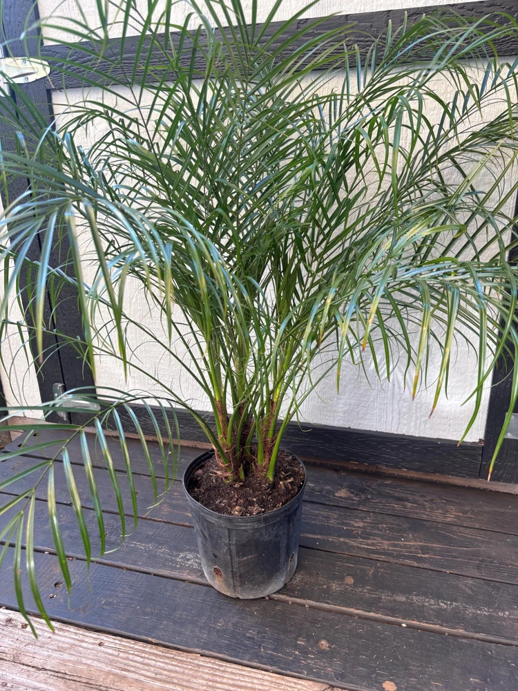 Triple Pygmy Date Palm Live Plant – Phoenix roebelenii – 3 Gallon Container - Image 7