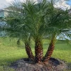 Triple Pygmy Date Palm Live Plant – Phoenix roebelenii – 3 Gallon Container - Image 1