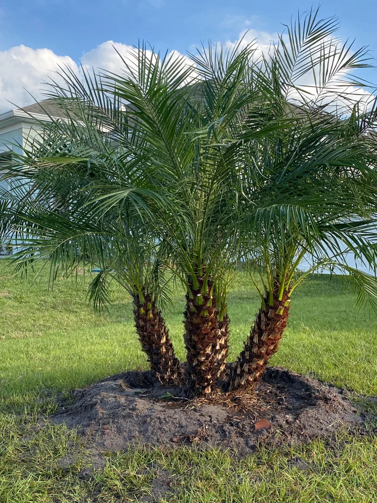 Triple Pygmy Date Palm Live Plant – Phoenix roebelenii – 3 Gallon Container - Image 1