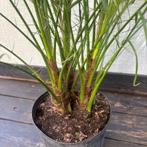 Triple Pygmy Date Palm Live Plant – Phoenix roebelenii – 3 Gallon Container - Image 8
