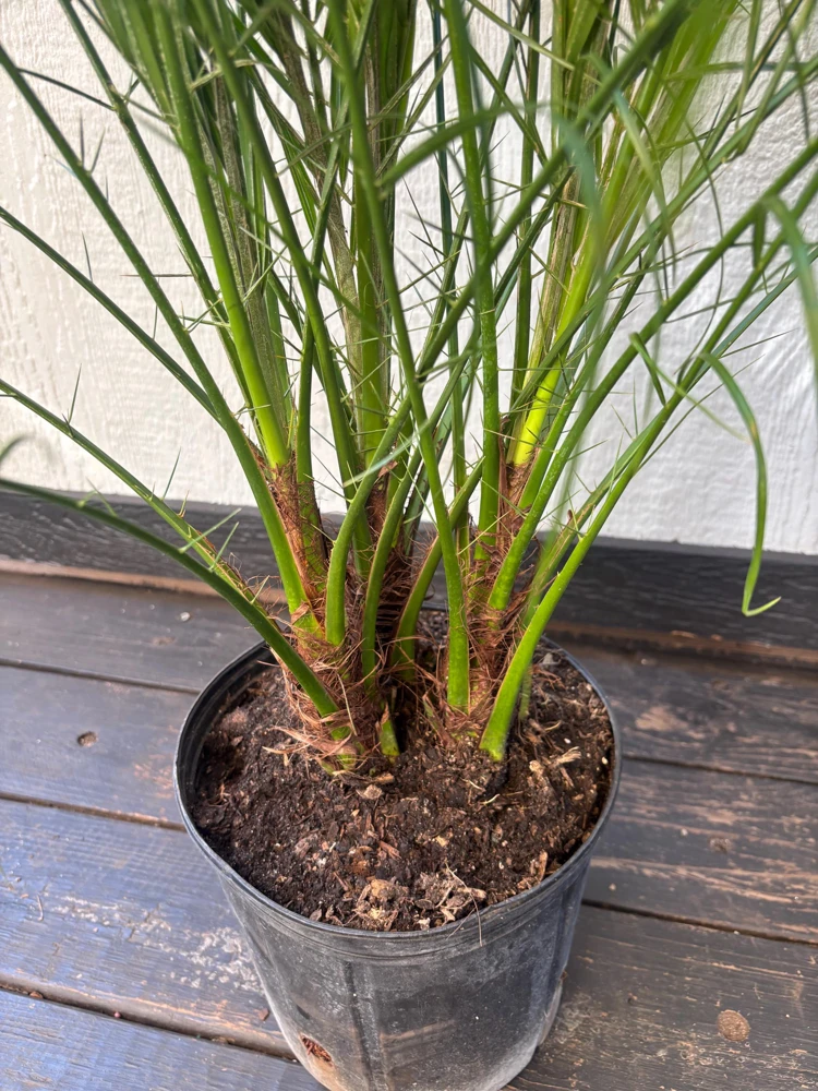 Triple Pygmy Date Palm Live Plant – Phoenix roebelenii – 3 Gallon Container - Image 8
