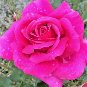 True Sincerity Floribunda Rose Bush Live Plant – Multicolored Yellow Pink Red – 1-2 ft Tall Outdoor - Image 2