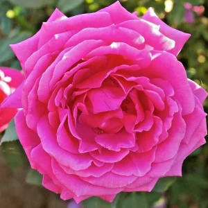 True Sincerity Floribunda Rose Bush Live Plant – Multicolored Yellow Pink Red – 1-2 ft Tall Outdoor - Image 3