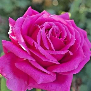 True Sincerity Floribunda Rose Bush Live Plant – Multicolored Yellow Pink Red – 1-2 ft Tall Outdoor - Image 5
