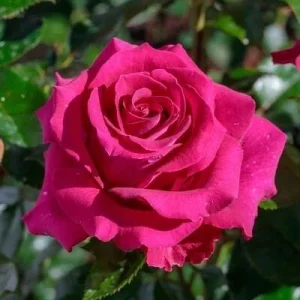 True Sincerity Floribunda Rose Bush Live Plant – Multicolored Yellow Pink Red – 1-2 ft Tall Outdoor - Image 8