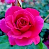 True Sincerity Floribunda Rose Bush Live Plant – Multicolored Yellow Pink Red – 1-2 ft Tall Outdoor - Image 1