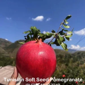 Tunisian Soft Seed Pomegranate Tree - Grafted Live Plant - Sweet Fruit, High Yield - Image 2