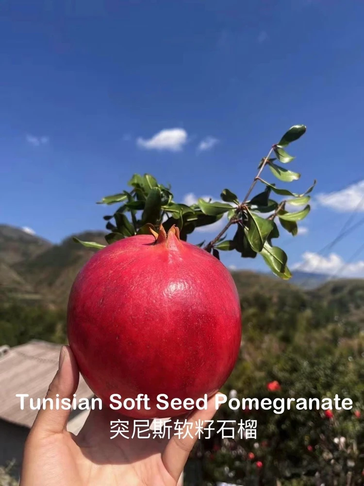 Tunisian Soft Seed Pomegranate Tree - Grafted Live Plant - Sweet Fruit, High Yield - Image 2