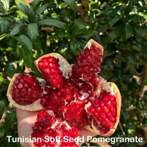 Tunisian Soft Seed Pomegranate Tree - Grafted Live Plant - Sweet Fruit, High Yield - Image 3