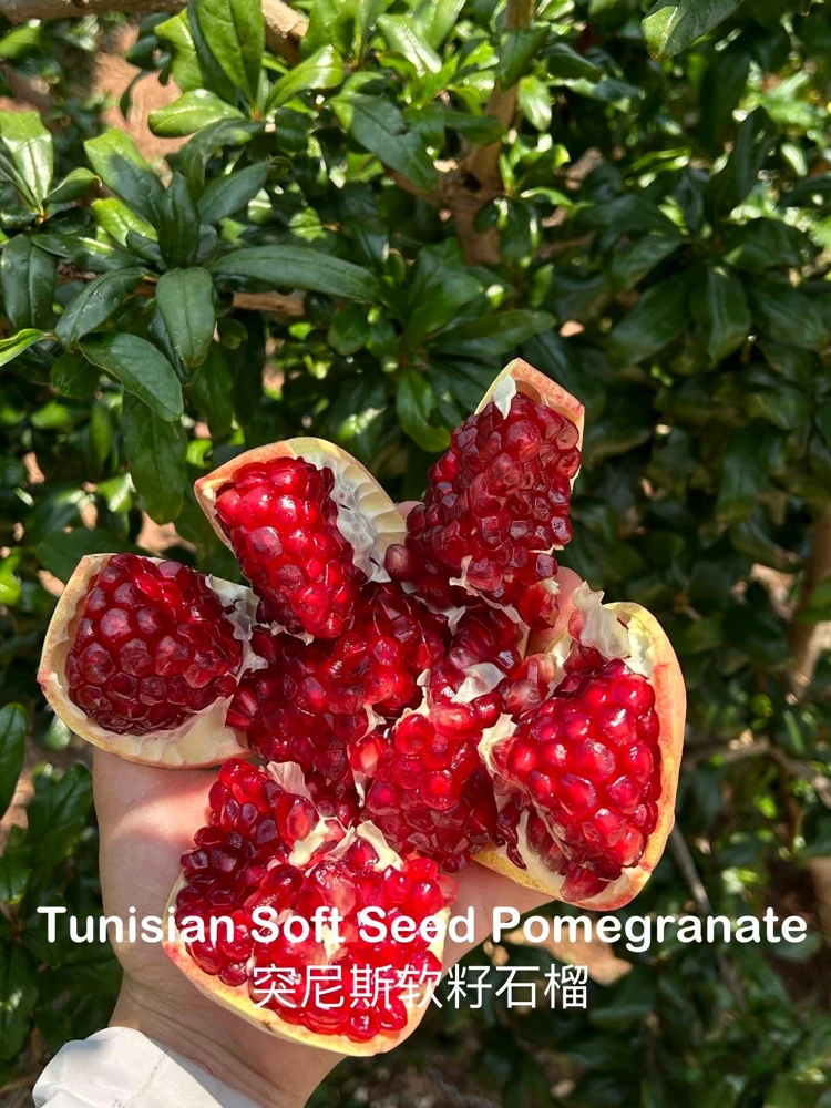 Tunisian Soft Seed Pomegranate Tree - Grafted Live Plant - Sweet Fruit, High Yield - Image 3