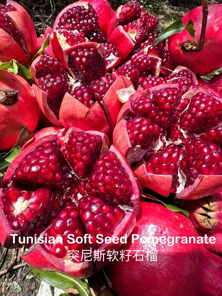 Tunisian Soft Seed Pomegranate Tree - Grafted Live Plant - Sweet Fruit, High Yield - Image 4