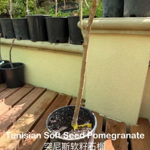Tunisian Soft Seed Pomegranate Tree - Grafted Live Plant - Sweet Fruit, High Yield - Image 6