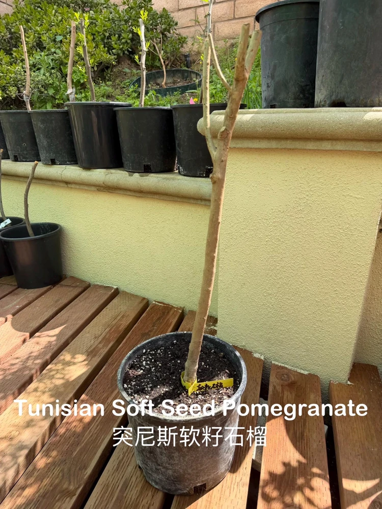 Tunisian Soft Seed Pomegranate Tree - Grafted Live Plant - Sweet Fruit, High Yield - Image 6