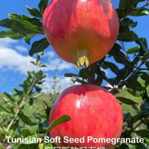 Tunisian Soft Seed Pomegranate Tree - Grafted Live Plant - Sweet Fruit, High Yield - Image 1