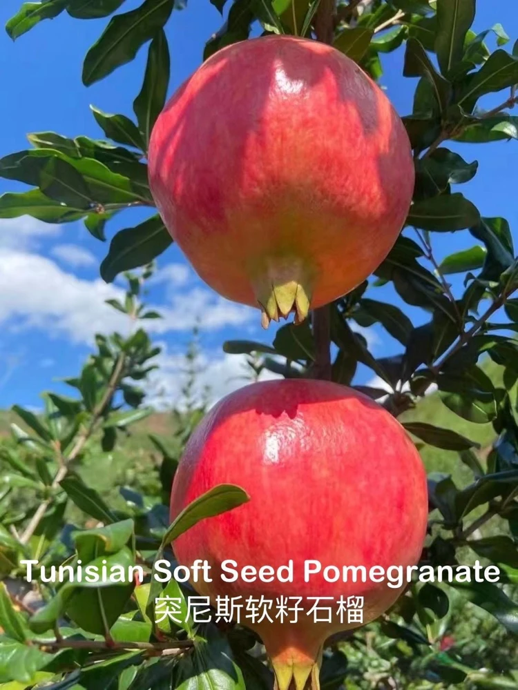 Tunisian Soft Seed Pomegranate Tree - Grafted Live Plant - Sweet Fruit, High Yield - Image 1