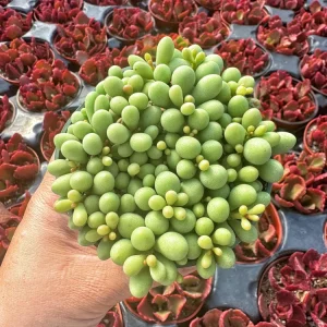 Tylecodon Schaeferianus Live Plant - Miniature Succulent - 2 Inch Potted - Image 1