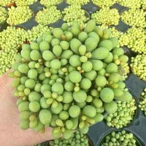Tylecodon Schaeferianus Live Plant - Miniature Succulent - 2 Inch Potted - Image 3