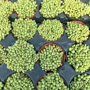 Tylecodon Schaeferianus Live Plant - Miniature Succulent - 2 Inch Potted - Image 4