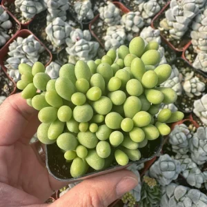Tylecodon Schaeferianus Live Plant - Miniature Succulent - 2 Inch Potted - Image 5