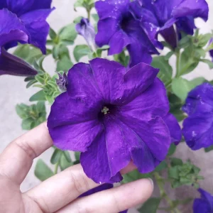 Ultra Petunia Live Plant – Vibrant 4-Inch Potted Flowering Plant – Outdoor - Image 2