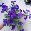 Ultra Petunia Live Plant – Vibrant 4-Inch Potted Flowering Plant – Outdoor - Image 1