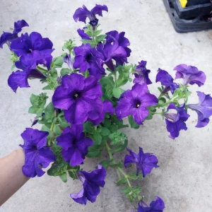 Ultra Petunia Live Plant – Vibrant 4-Inch Potted Flowering Plant – Outdoor - Image 1