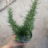 Upright Rosemary Live Plant 6 Inch Pot - Fragrant Culinary Herb for Garden - Image 1