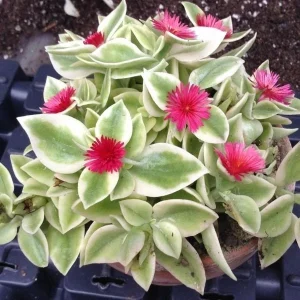 Variegated Aptenia Cordifolia Live Plant - Red Apple Ice Plant Ground Cover 4