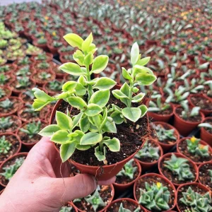 Variegated Aptenia Cordifolia Live Plant - Red Apple Ice Plant Ground Cover 4