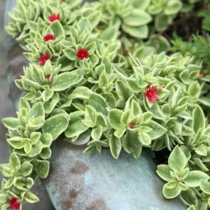 Variegated Aptenia Cordifolia Live Plant - Red Apple Ice Plant Ground Cover 4