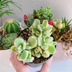 Variegated Bear Paw Succulent Live Plant - Cotyledon Tomentosa 4 inch Pot - Image 1