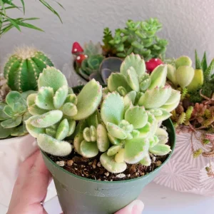 Variegated Bear Paw Succulent Live Plant - Cotyledon Tomentosa 4 inch Pot - Image 7