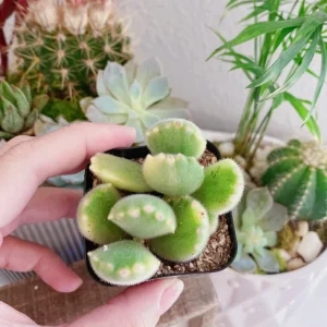 Variegated Bear Paw Succulent Live Plant - Cotyledon Tomentosa - 2 Inch Pot - Image 8