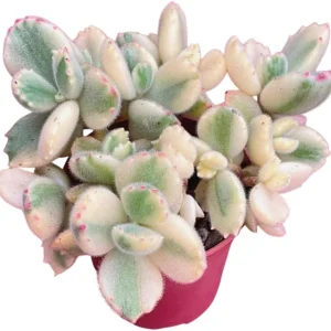 Variegated Bear's Paw Succulent Live Plant - Cotyledon Tomentosa - 2 inch Pot - Image 2