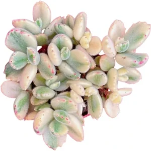 Variegated Bear's Paw Succulent Live Plant - Cotyledon Tomentosa - 4 inch Pot - Image 2