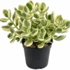 Variegated Bear's Paw Succulent Live Plant - Cotyledon Tomentosa - 4 inch Pot - Image 1