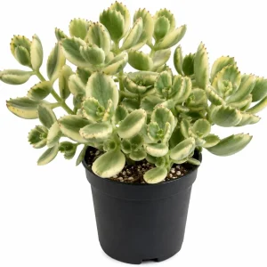 Variegated Bear's Paw Succulent Live Plant - Cotyledon Tomentosa - 4 inch Pot - Image 1