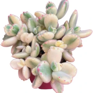 Variegated Bear's Paw Succulent Live Plant - Cotyledon Tomentosa - 4 inch Pot - Image 3