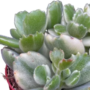 Variegated Bear's Paw Succulent Live Plant - Cotyledon Tomentosa - 4 inch Pot - Image 5