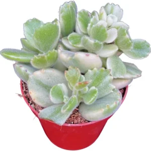 Variegated Bear's Paw Succulent Live Plant - Cotyledon Tomentosa - 4 inch Pot - Image 6