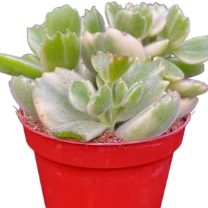 Variegated Bear's Paw Succulent Live Plant - Cotyledon Tomentosa - 2 inch Pot - Image 6