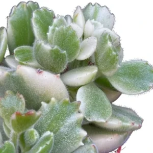 Variegated Bear's Paw Succulent Live Plant - Cotyledon Tomentosa - 4 inch Pot - Image 7
